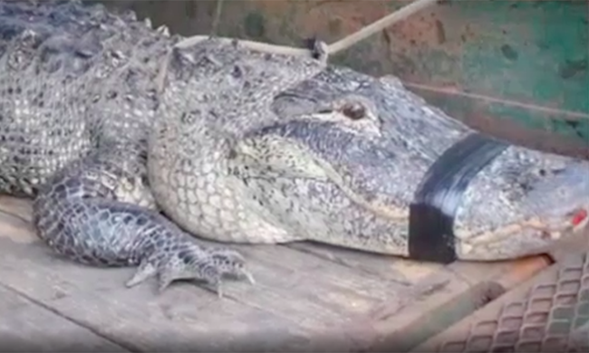 A Florida man fought off a 10-foot gator with his Cleveland putter